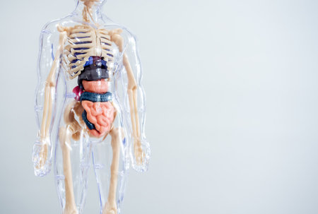 Human anatomy model showing internal organs with skeleton and transparent body. Concept of medical education, internal organ system, healthcare, biology learning, and doctor anatomical study tool.の写真素材