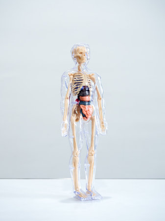 Human anatomical model with transparent body showing internal organs and skeleton. Medical education, anatomy study, healthcare training, biology learning, and human body structure visualization.の写真素材