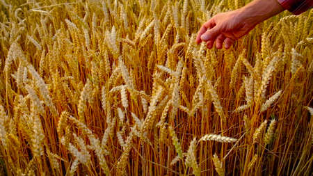 Wheat in the hands of a man on the field. Selective focus.の写真素材