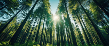 Green Forest of spruce trees, looking up. Sun rays shining through trees, nature background. wide panoramicの素材