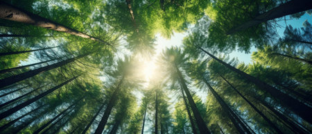 Green Forest of spruce trees, looking up. Sun rays shining through trees, nature background. wide panoramicの素材