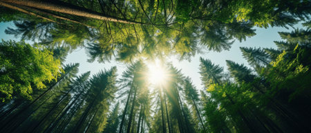 Green Forest of spruce trees, looking up. Sun rays shining through trees, nature background. wide panoramicの素材