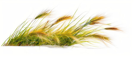 Elegant green and yellow grass swaying in the wind on white backgroundの素材