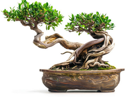 A small bonsai tree is flourishing, showing green leaves and delicate branches as it grows in a ceramic pot.の素材