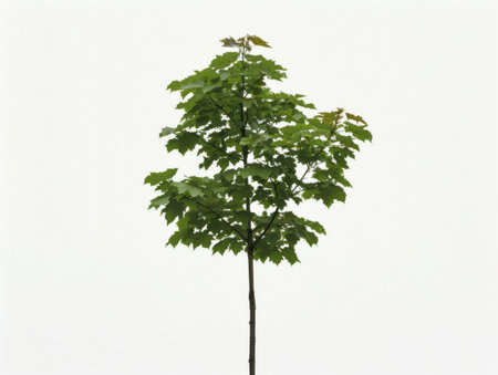 A small tree is the sole occupant of a vast field, standing tall and sturdy against the open expanse around it. The trees branches reach out in all directions, casting a sparse shadow on the grass below.の素材