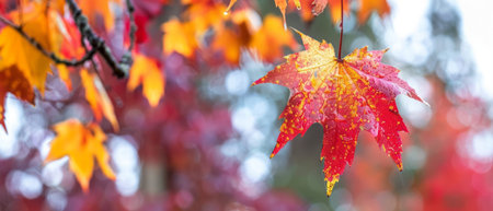 A single red and yellow leaf hangs delicately from a tree branch, showing the vibrant colors of autumn. The leaf is still attached to the tree and sways gently in the breeze.の素材