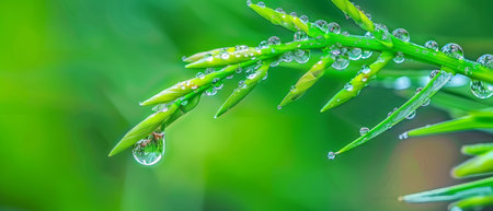 A green plant is covered with glistening drops of water, reflecting the sunlight and adding a fresh and vibrant look to the foliage. The water droplets seem to enhance the plants natural beauty and provide a sense of freshness and vitality.の素材