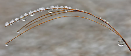 A detailed view of a plant with tiny droplets of water clinging to its leaves and stems, reflecting light beautifully. The water droplets appear as small spheres, enhancing the texture and vibrancy of the plant.の素材