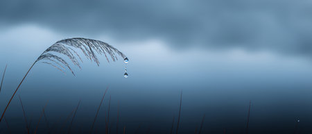 Tall grass dominates the foreground, its slender blades reaching towards the overcast, dark sky in the background. The contrasting colors create a striking visual contrast in this scene.の素材