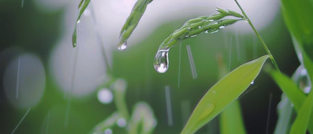 A detailed view of a vibrant green plant covered in fresh water droplets, showing the intricate patterns and textures of the leaves. The droplets reflect the light, enhancing the plants natural beauty.の素材