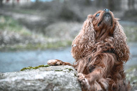 Cavalier King Charles Spaniel dog sitting on a rock.の写真素材