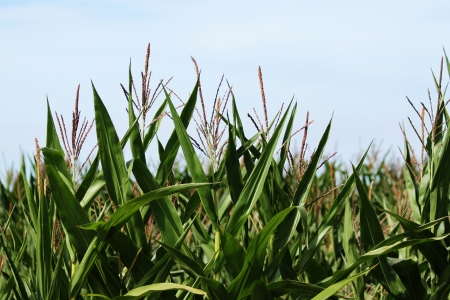 Corn field ready for harvestの写真素材