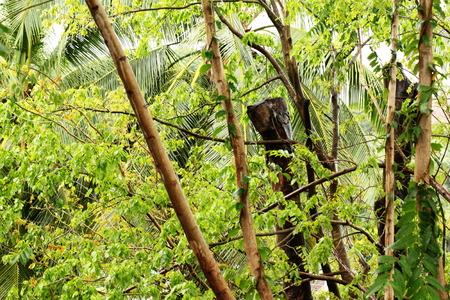 Tropical Foliageの写真素材