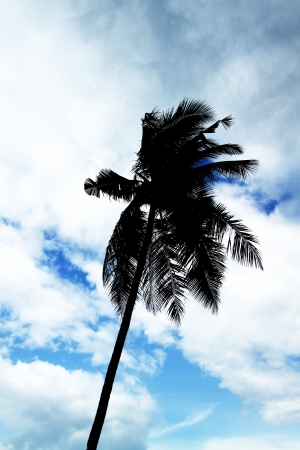 Palm Silhouette の写真素材