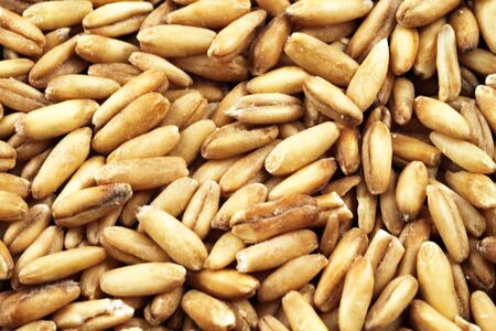 A super macro image of wheat kernelsの写真素材