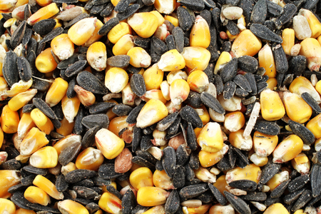 A macro image of wild bird foodの写真素材