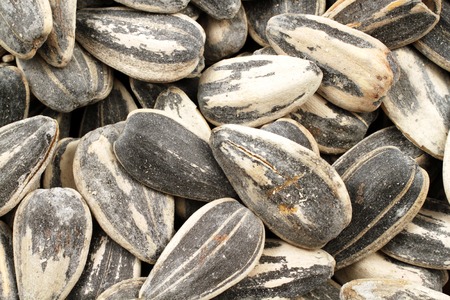 Sunflower Seeds Extreme Close Upの写真素材