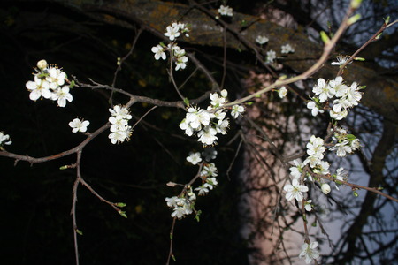 White cherry flowers at nightの写真素材