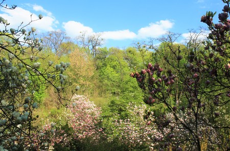 Magnolia flowers in the parkの写真素材