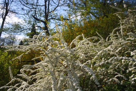 White and yellow flowers in the parkの写真素材