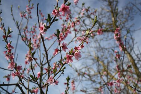 Pink peach flowers in the gardenの写真素材