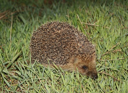 Hedgehog in grassの写真素材