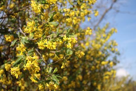 Yellow flowers on the bushの写真素材