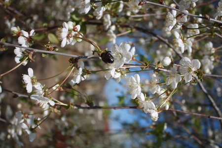 white cherry Flowersの写真素材
