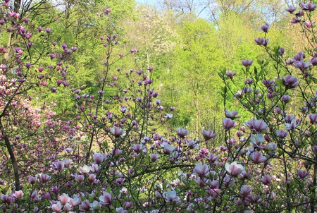 Magnolia flowers in the parkの写真素材