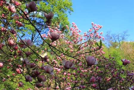 Magnolia flowers in the parkの写真素材