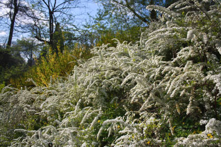White and yellow flowers in the parkの写真素材