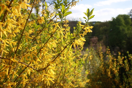 Yellow flowers in sunny dayの写真素材