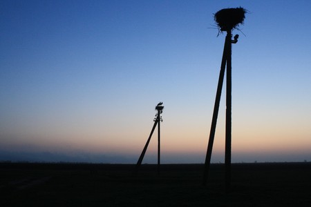 Field and storks in the nest at nightの写真素材