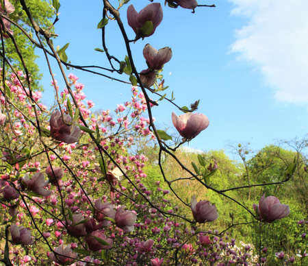 Magnolia flowers in the parkの写真素材