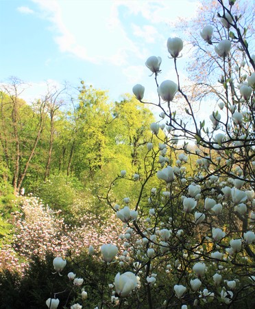 Magnolia flowers in the parkの写真素材