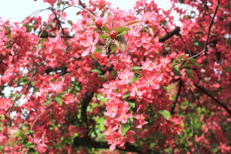 Pink plum flowers and green leavesの写真素材
