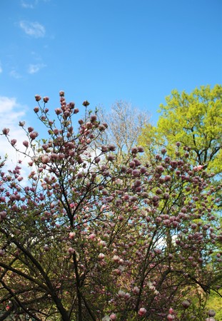 Magnolia flowers in the parkの写真素材