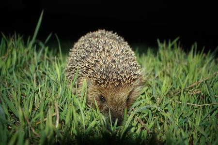Hedgehog in grassの写真素材