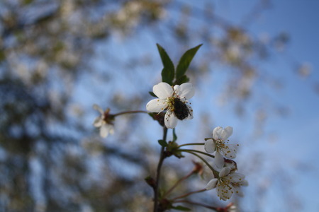White cherry flowers and insectの写真素材