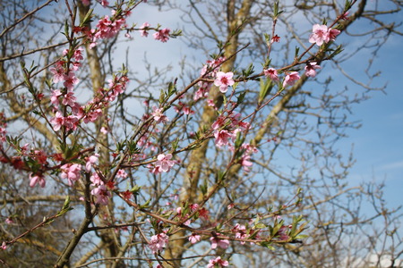 Pink peach flowers in the gardenの写真素材