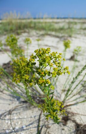 Flowers in the sand on the beachの写真素材