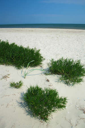 Sandy beach with green grassの写真素材