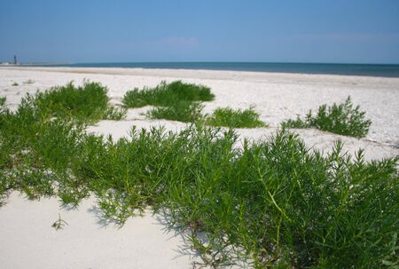 Sandy beach with green grassの写真素材