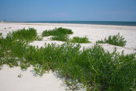 Sandy beach with green grassの素材 [FY31060132337]