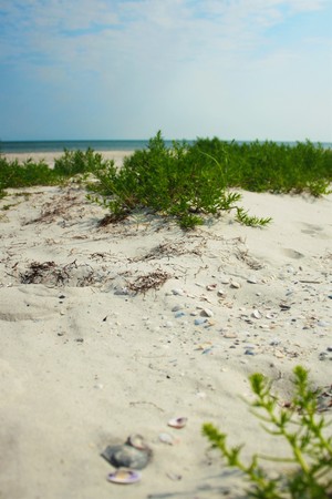 Sandy beach with green grassの写真素材