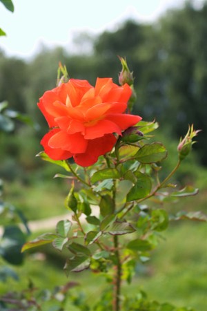 Red rose in the parkの写真素材