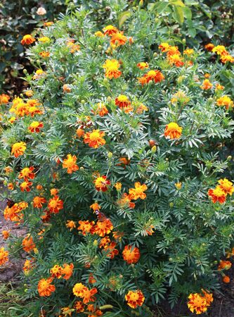 Marigolds in the gardenの写真素材