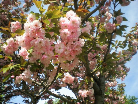 sakura blossomの写真素材