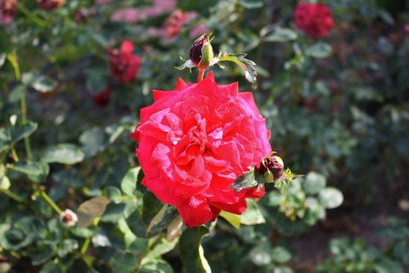 Red roses in the gardenの写真素材