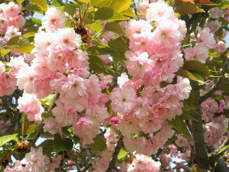sakura blossomの写真素材